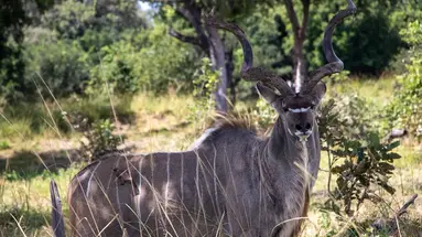 Safari Południowa Tanzania