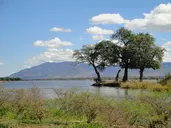 Safari Południowa Tanzania
