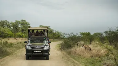 Safari Południowa Tanzania