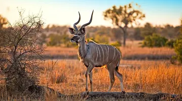 Safari z Wielka Piatka