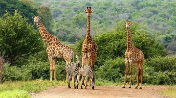Safari z Wielka Piatka