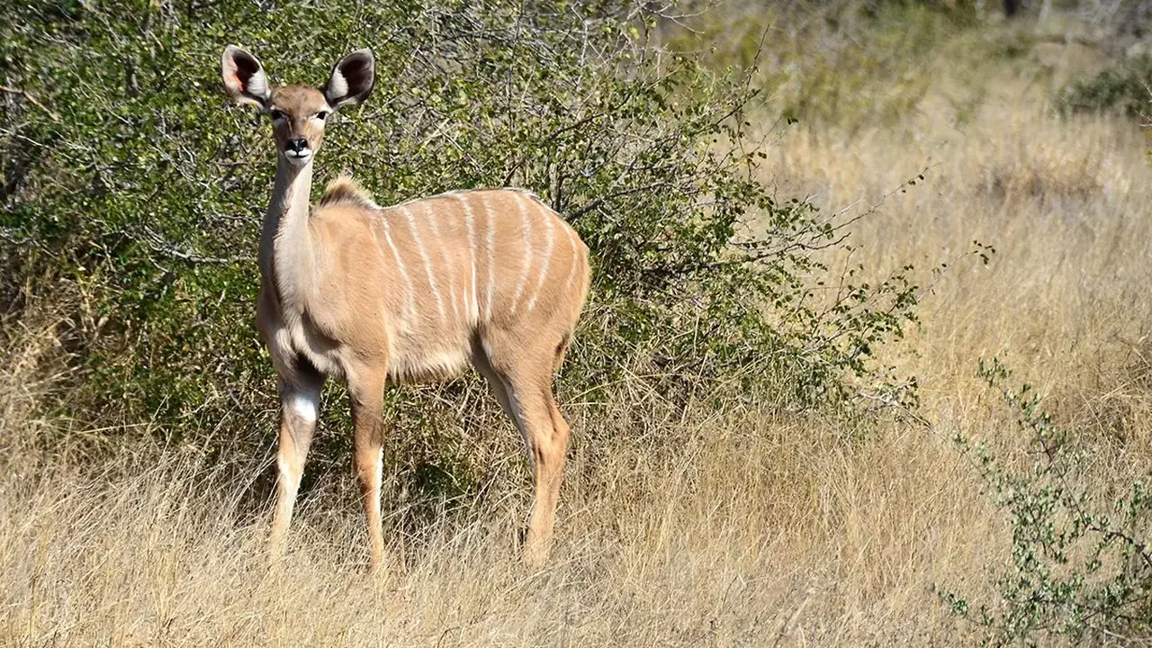 Safari z Wielka Piatka