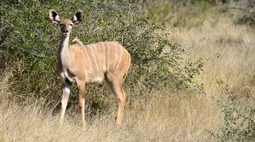 Safari z Wielka Piatka