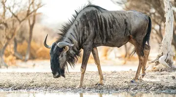 Safari z Wielka Piatka
