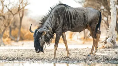 Safari z Wielka Piatka