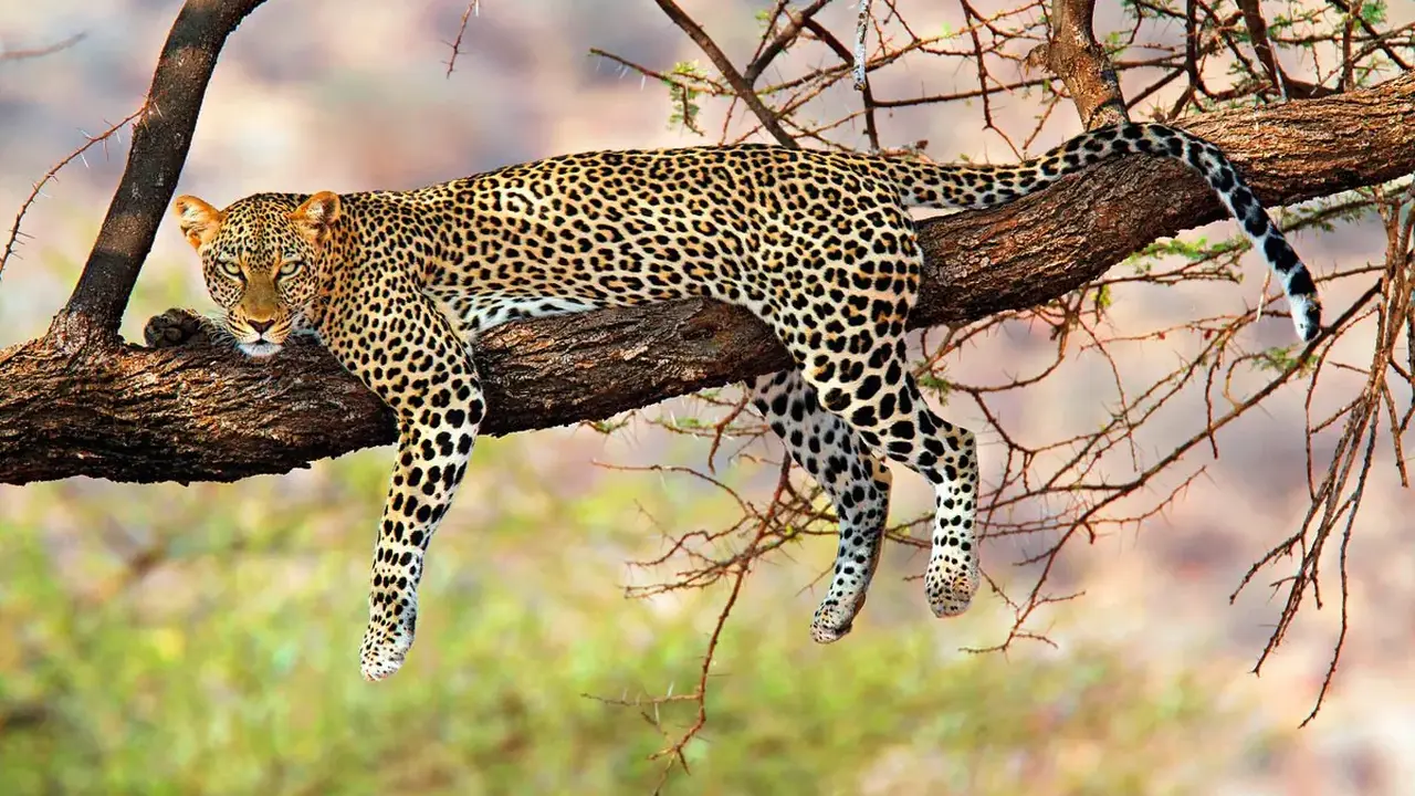 Safari z Wielka Piatka