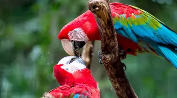 Samba, Tango, Wodospady!