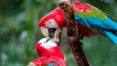 Samba, Tango, Wodospady!