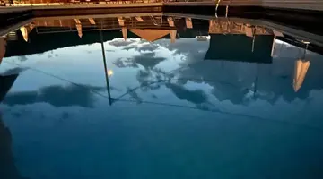 Sea Bird