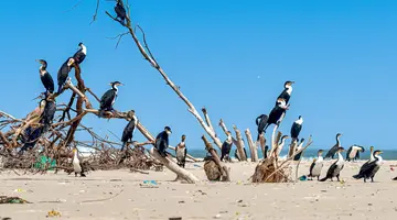 Senegal i Gambia