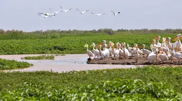 Senegal i Gambia