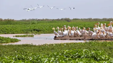 Senegal i Gambia