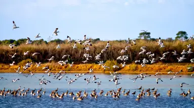 Senegal i Gambia