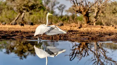 Senegal i Gambia