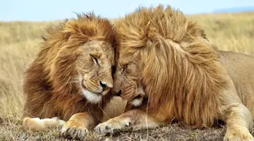 Senegambia - spacer z lwami