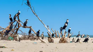 Senegambia - spacer z lwami