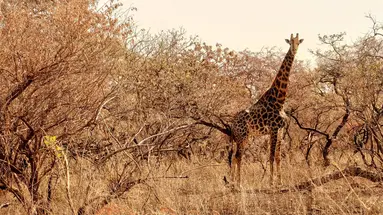 Senegambia - spacer z lwami