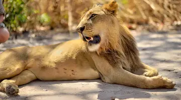 Senegambia - spacer z lwami