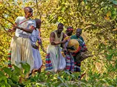 Senegambia - spacer z lwami