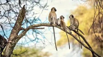 Senegambia - spacer z lwami