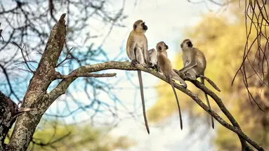 Senegambia - spacer z lwami