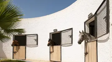 Sentido Phenicia