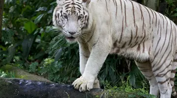 Serengeti Park