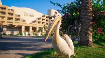 SINDBAD CLUB