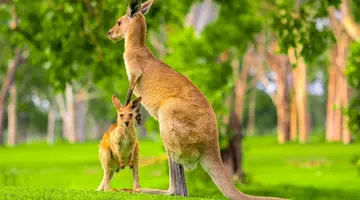 Singapur - Australia - Bali