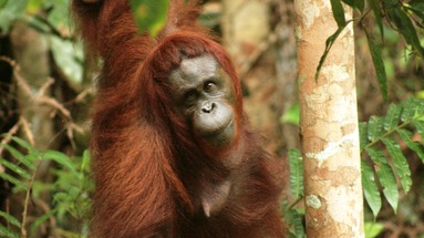 Singapur, Borneo (Malezja), Brunei, Filipiny - Dalekowschodni kwartet