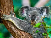 Singapur i Australia