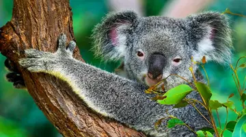 Singapur i Australia