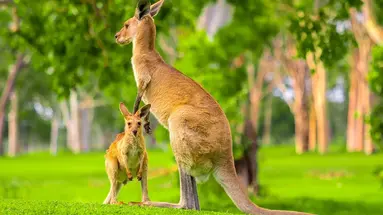Singapur i Australia