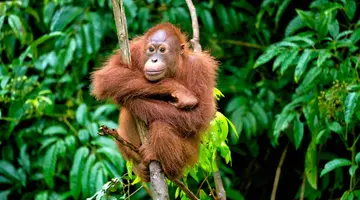 Singapur i Malezja - Azjatyckie Tygrysy z wypoczynkiem na Penang