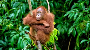 Singapur i Malezja - Azjatyckie Tygrysy z wypoczynkiem na Penang
