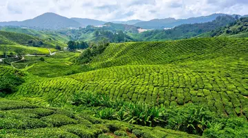 Singapur i Malezja - Azjatyckie Tygrysy z wypoczynkiem na Penang