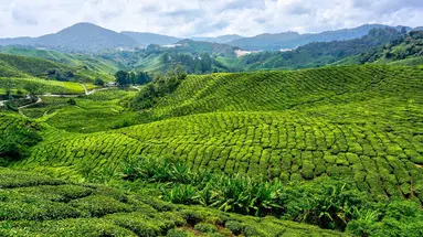 Singapur i Malezja - Azjatyckie Tygrysy z wypoczynkiem na Penang