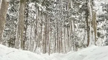 Ski Safari - Narty w Japonii