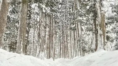 Ski Safari - Narty w Japonii