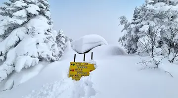 Ski Safari - Narty w Japonii