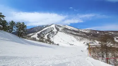 Ski Safari - Narty w Japonii