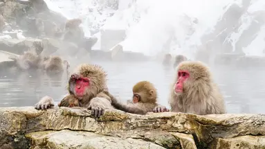 Ski Safari - Narty w Japonii