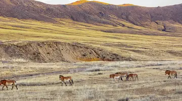 Śladami Wielkich Chanów: Od Ułan Bator do Karakorum