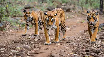 Ślady tygrysich łap na piasku z wypoczynkiem na Goa