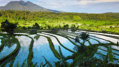Śnij na Jawie, tańcz na Bali