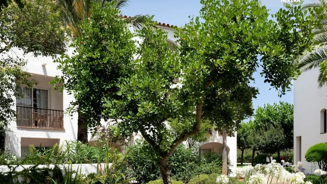 Sol Falco Menorca