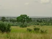 Spotkanie z Gorylami