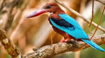 Sri Lanka - Esencja Cejlonu de lux