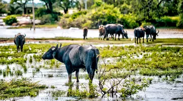 Sri Lanka - Esencja Cejlonu de lux