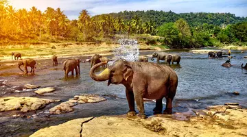 Sri Lanka - Esencja Cejlonu de lux